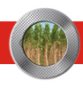 FLORESTAL